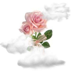 6195-rose.jpg, 8 KB