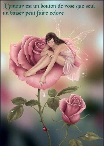 rose pr maeva.jpg, 43 KB